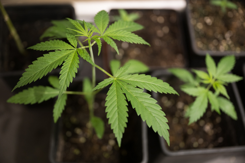 Drei Cannabis-Pflanzen soll jeder erwachsene Bürger nach dem Willen der Bundesregierung anbauen dürfen. Der Union gefällt das gar nicht.