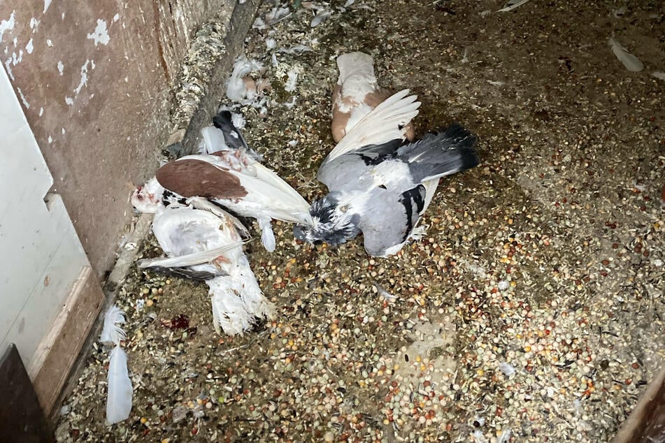 Vier Tauben blieben demnach im Taubenbestand des Züchters zurück. Sie überlebten den Diebstahl nicht.