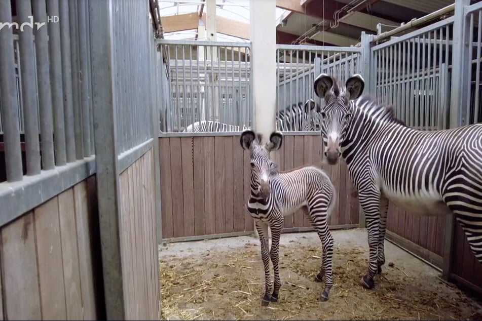 Petra ist mit drei Wochen der jüngste Bestandteil der Zebraherde, durfte jetzt erstmals mit auf die Savanne.