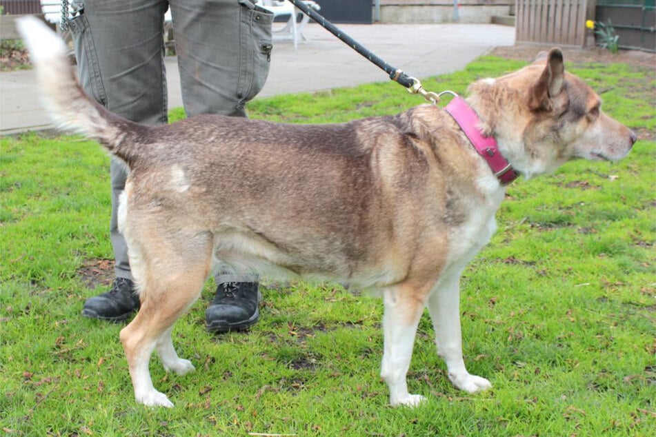 Die betagte Hundeoma hat vermutlich nicht mehr allzu lange zu leben. Ihre letzten Jahre will sie aber nicht im Tierheim verbringen.