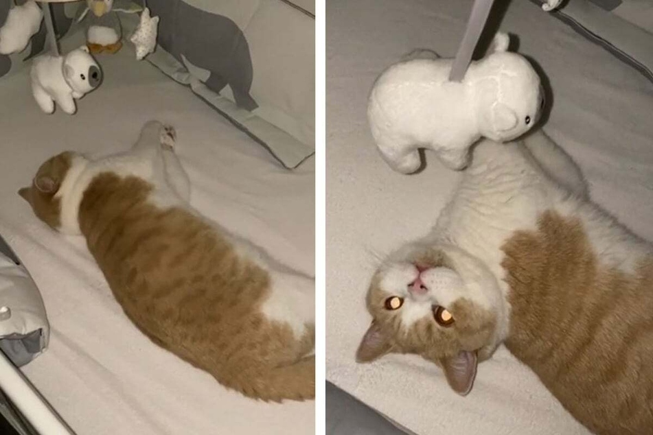 Cat sneaks into crib and takes the meaning of fur baby to a whole new level!