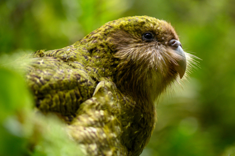 Kakapos sind wahre Meister der Tarnung. Dafür locken sie Fressfeinde auf andere Art und Weise an.