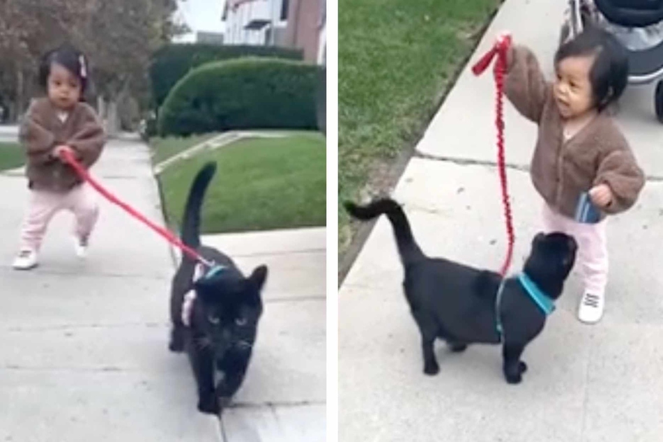 One-eared therapy cat who "loves attention" becomes bffs with toddler in viral video