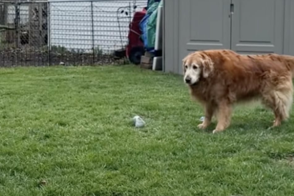 Mama golden retrievera chce nadążyć za młodszymi psami: To, co dzieje się później, jest wzruszające