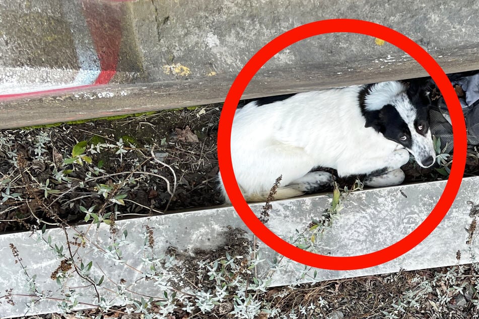 Der Hund lag in einer Mulde direkt bei den Bahngleisen. Der Zugverkehr wurde deshalb unterbrochen.