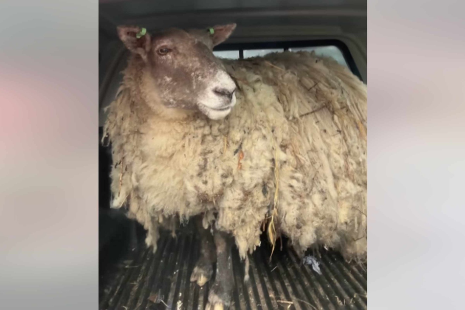 Rescuing Britain's loneliest sheep wasn't easy because she's very heavy!