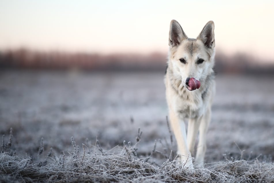 Entscheidungs-Schwierigkeiten? So schön ist der Husky-Schäferhund-Mix