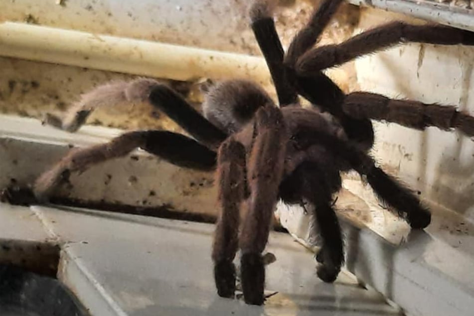 Australian woman fears for her dogs' lives after discovering a creeping nightmare in garden