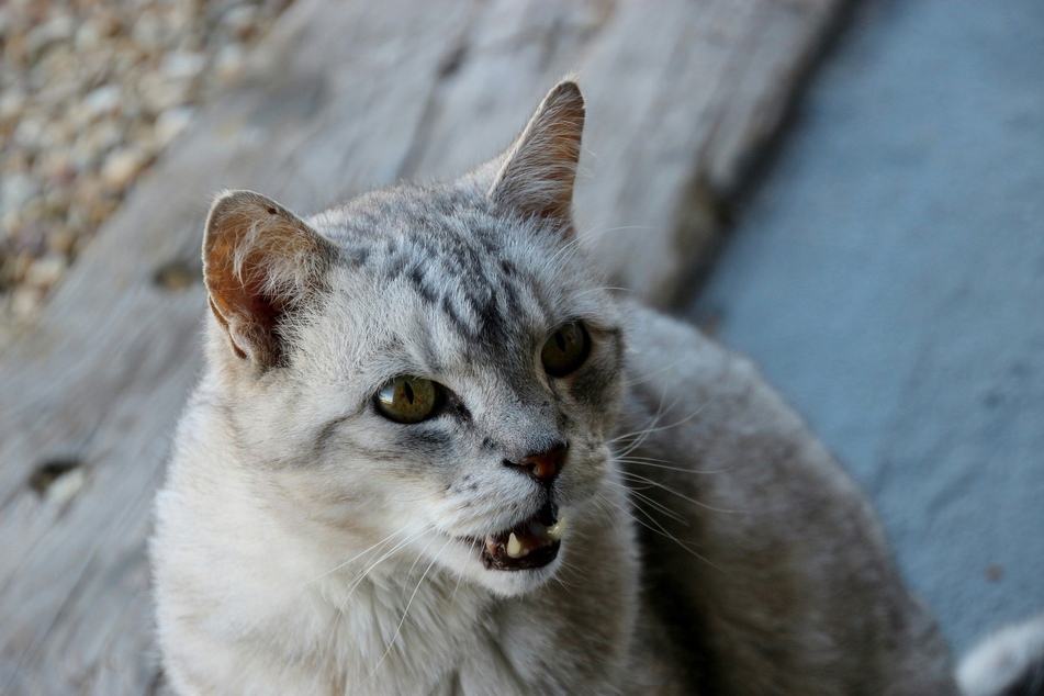 Anxious cats often have troubles with their stool, especially if the anxiety is due to moving homes.