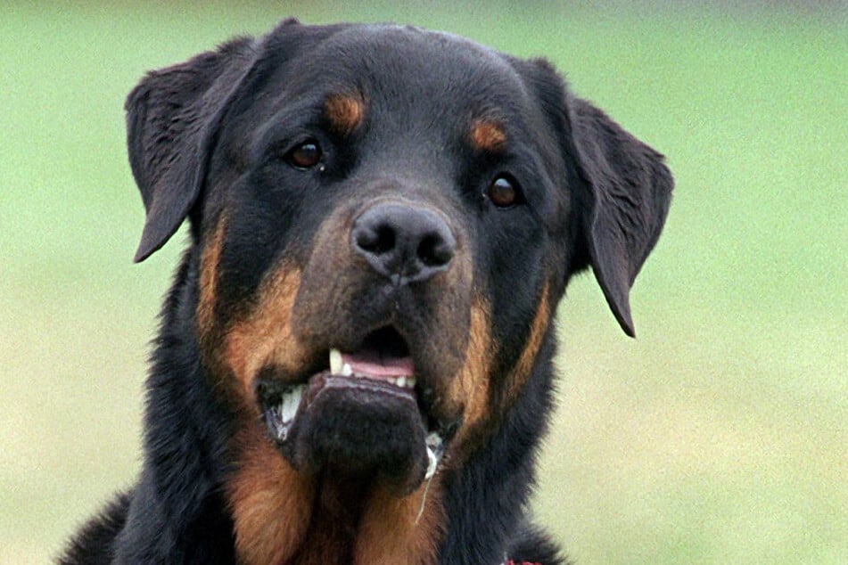 Ein Mann forderte seinen Rottweiler mehrfach dazu auf, Polizisten zu beißen. (Symbolbild)