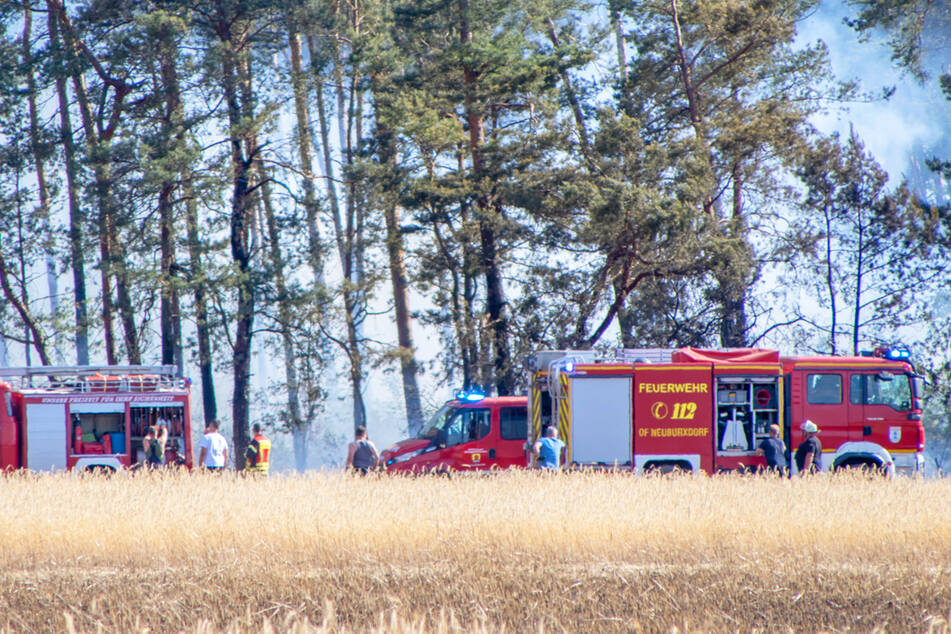 Schon wieder Brandstiftung in sächsischem Wald! Polizei sucht Zeugen