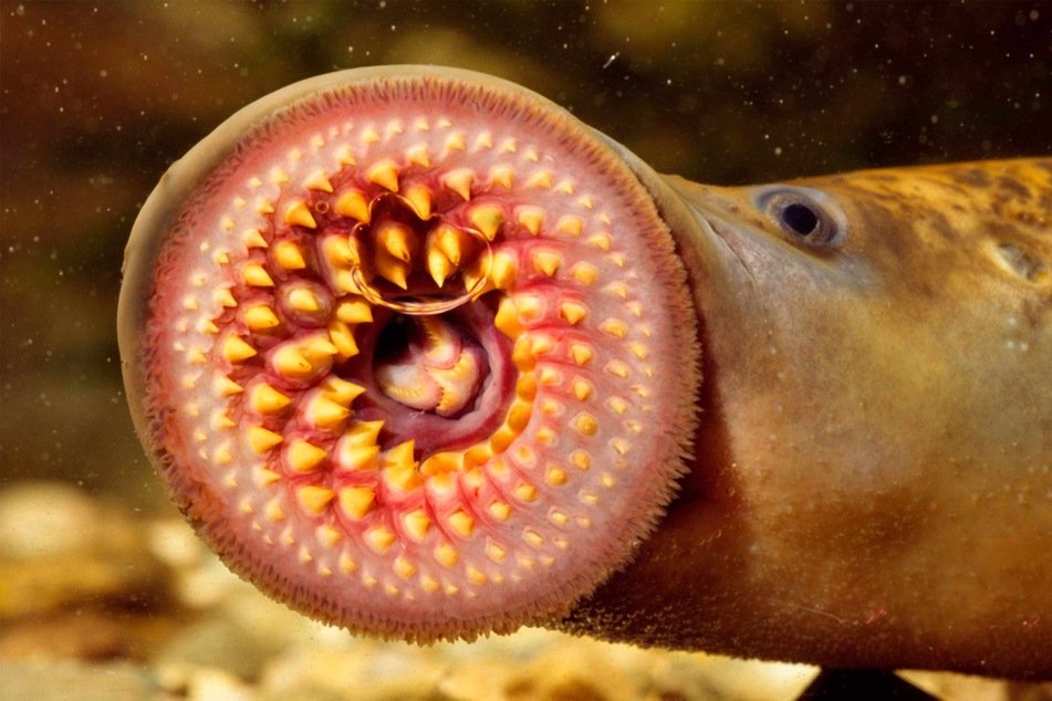 The sea lamprey is considered a designated pest that targets fish. Because the prehistoric fish has no natural enemies, it has been able to reproduce quickly and threatens other fish.