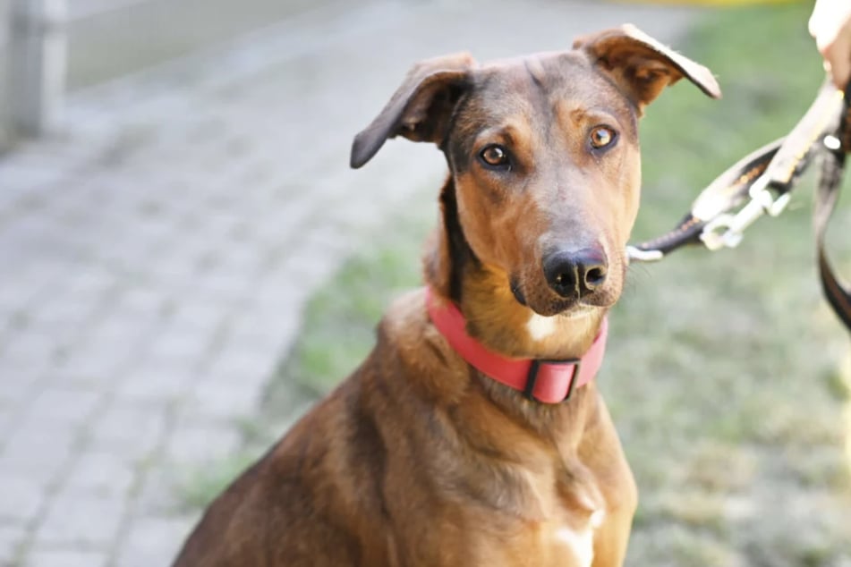 Galgo-Dobermann Mix Nino (1,5 Jahre) sucht ein neues Zuhause.
