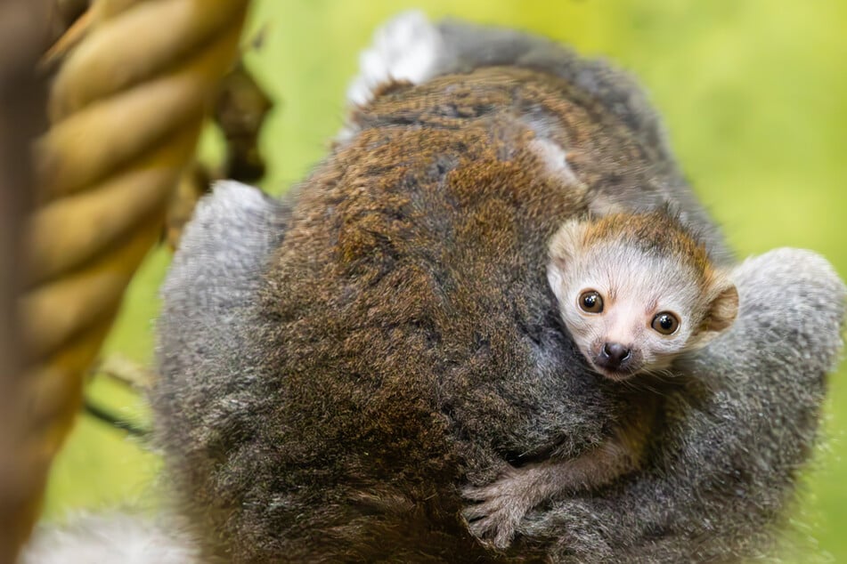 Damit hat keiner gerechnet! Süße Baby-Überraschung im Dresdner Zoo