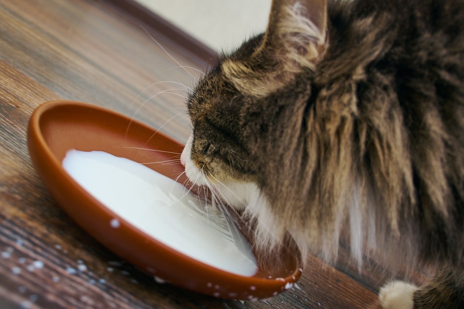 Wurde die Katze als Kitten an die Milch gewöhnt, dann kann sie diese als Ausgewachsene in geringen Mengen vertragen.