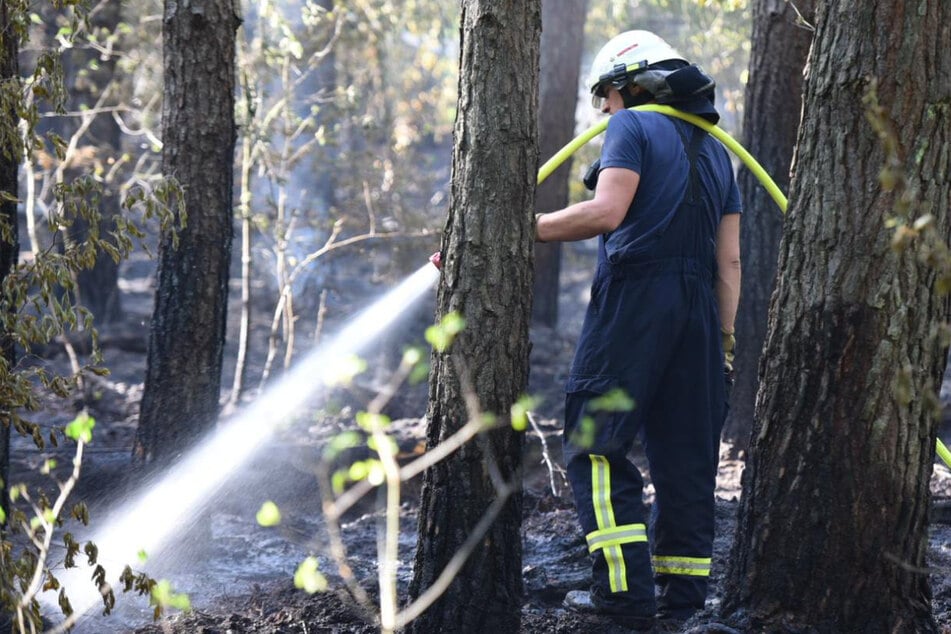 Leipzig: Waldbrand in der Dübener Heide! 80 Einsatzkräfte müssen Feuer löschen
