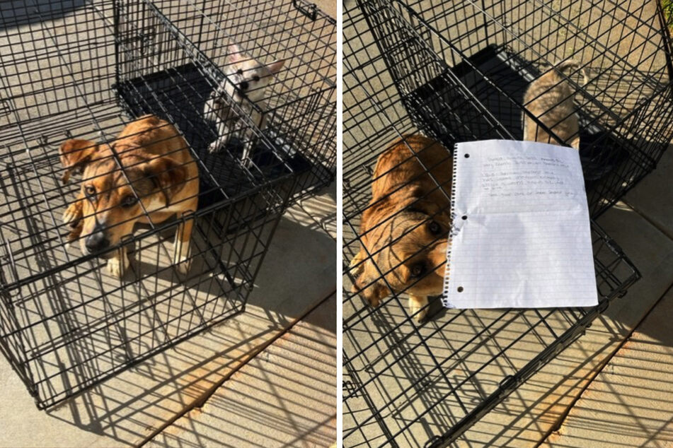 Hunde im Käfig ausgesetzt: Als die Pfleger den Zettel des Besitzers lesen, sind sie traurig und dankbar zugleich