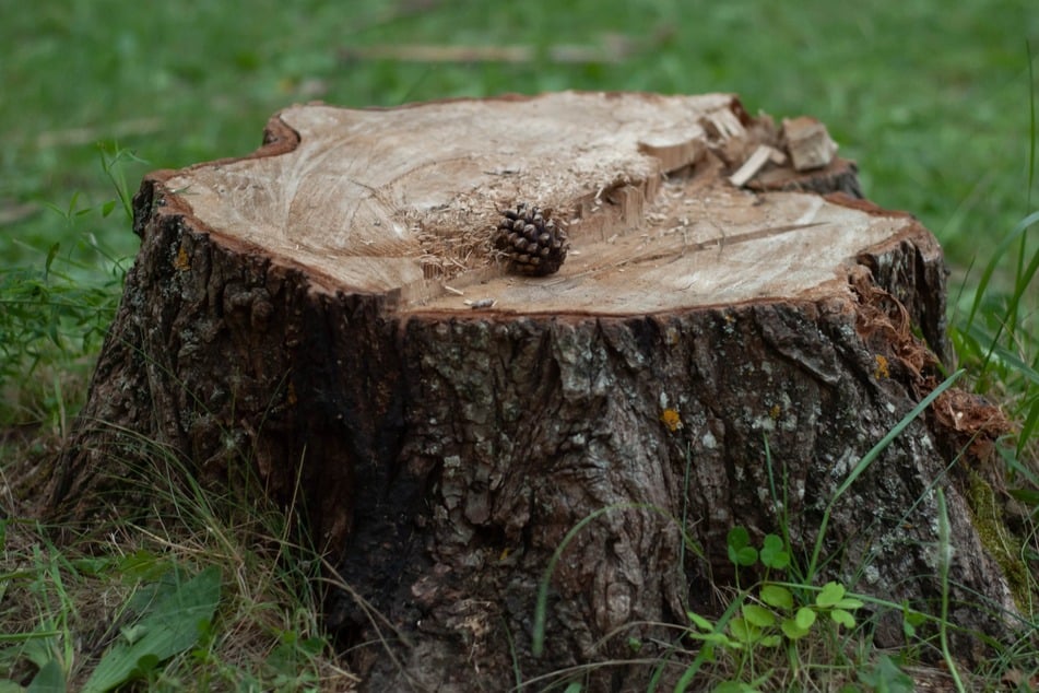 Den störenden Baumstumpf entfernen? Ohne Ausgraben ist es mit diesen Tricks möglich.