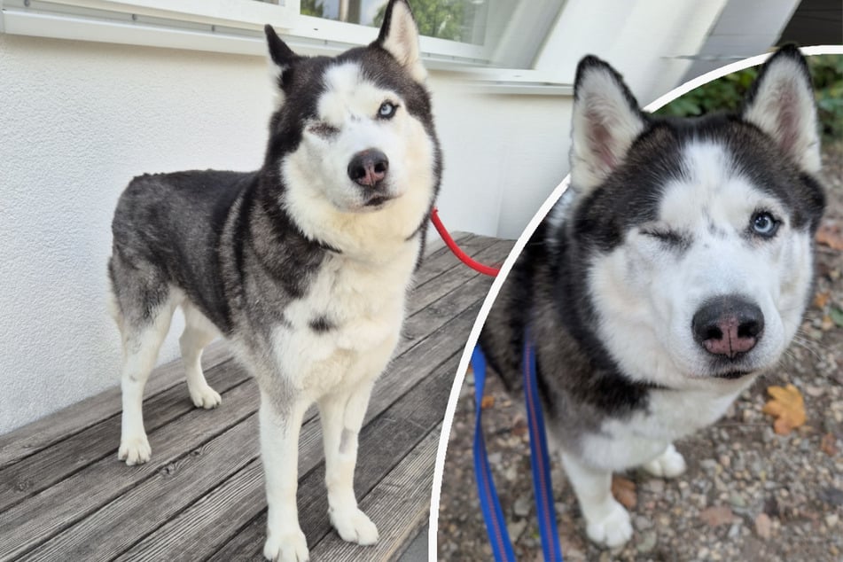 Husky Leo musste ein Auge wegen eines Glaukoms entfernt werden.
