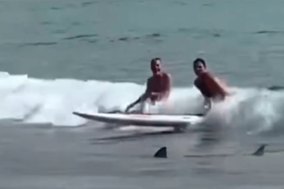 Badegast von Hai unbeeindruckt: "Noch nie gesehen!"