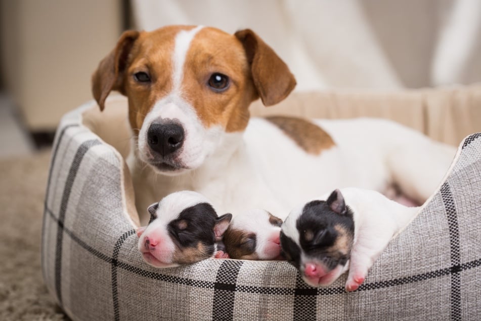 Puppies don't generally mourn the loss of their mother, though they will recognize her scent even years later.