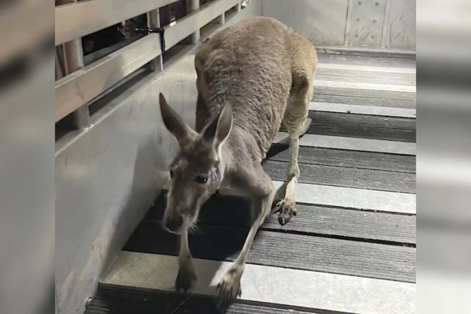 After its escape was over, the kangaroo was returned to its owner.