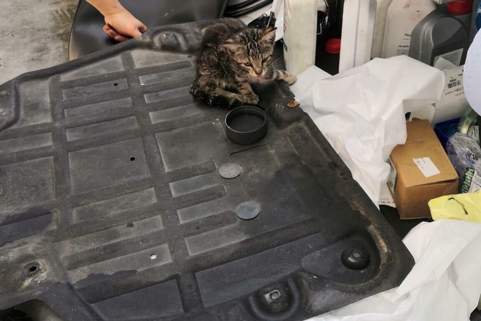 Diese kleine Kätzchen hat sich in einem Motorraum versteckt.