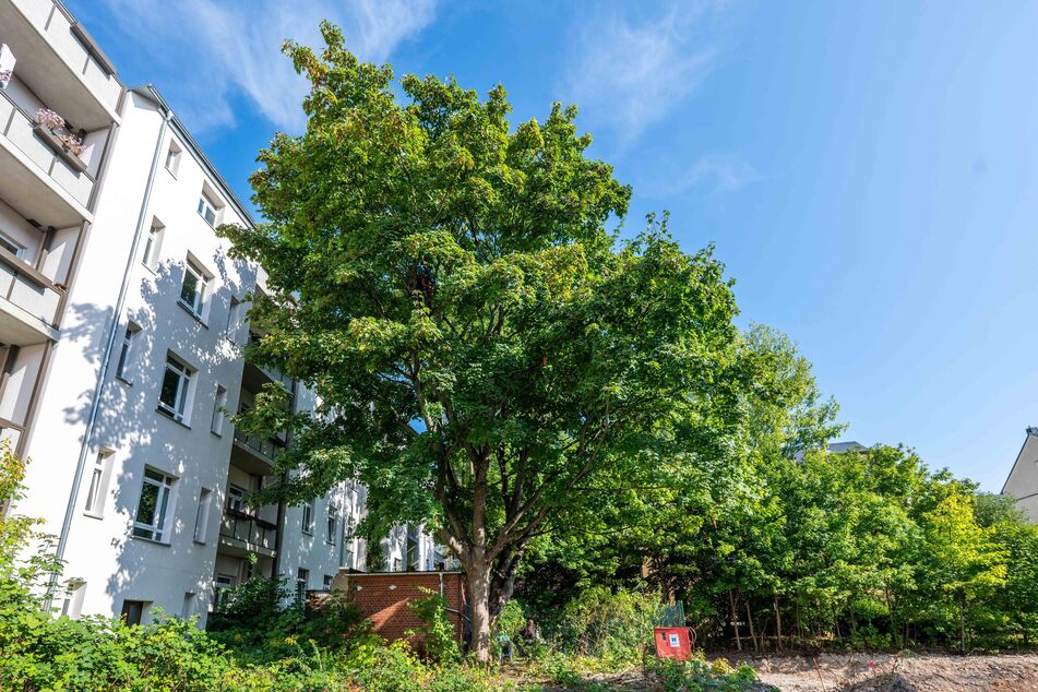 Der 100 Jahre alte Ahorn im Innenhof der Further Straße 12 wurde trotz Protesten am Dienstag gefällt.