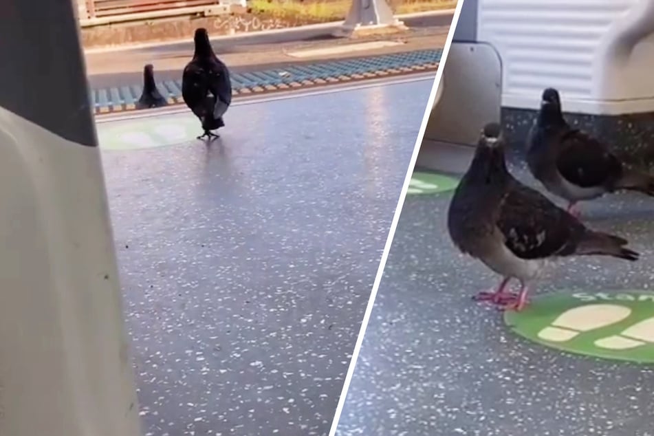 Diese Tauben sind zu faul zum Fliegen und nehmen einfach den Zug