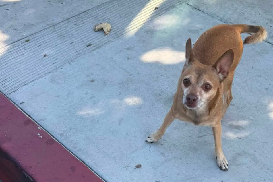 Hund irrt einsam umher: Frau kann nicht glauben, was passiert, als sie ihn fangen will