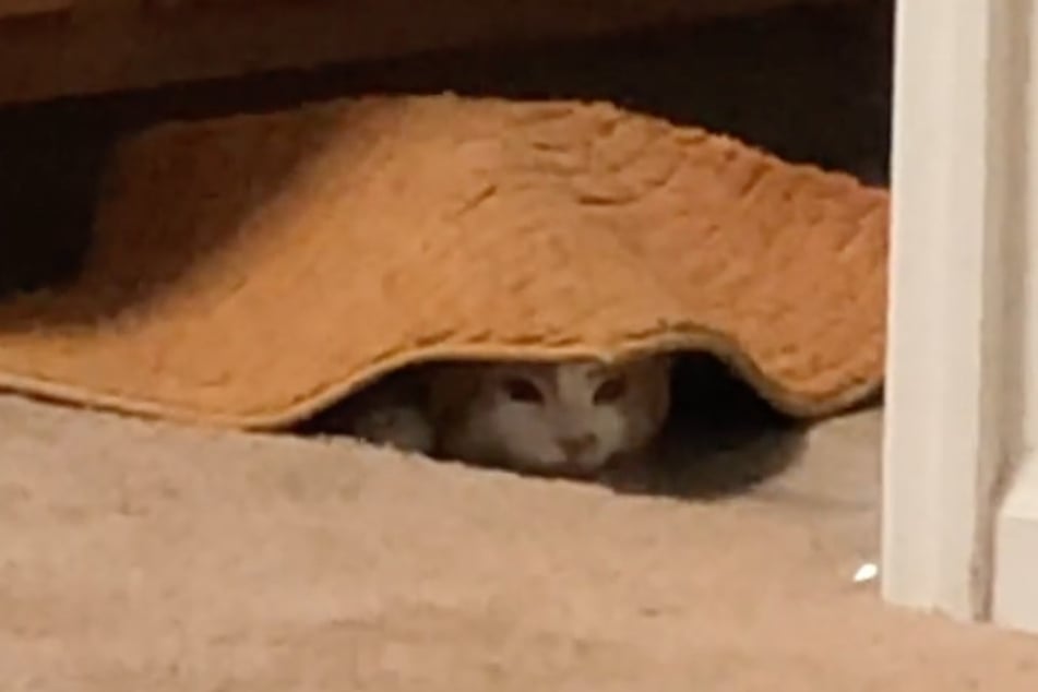 Kater Pumpkin ist sich sicher: In diesem Versteck findet ihn niemand!