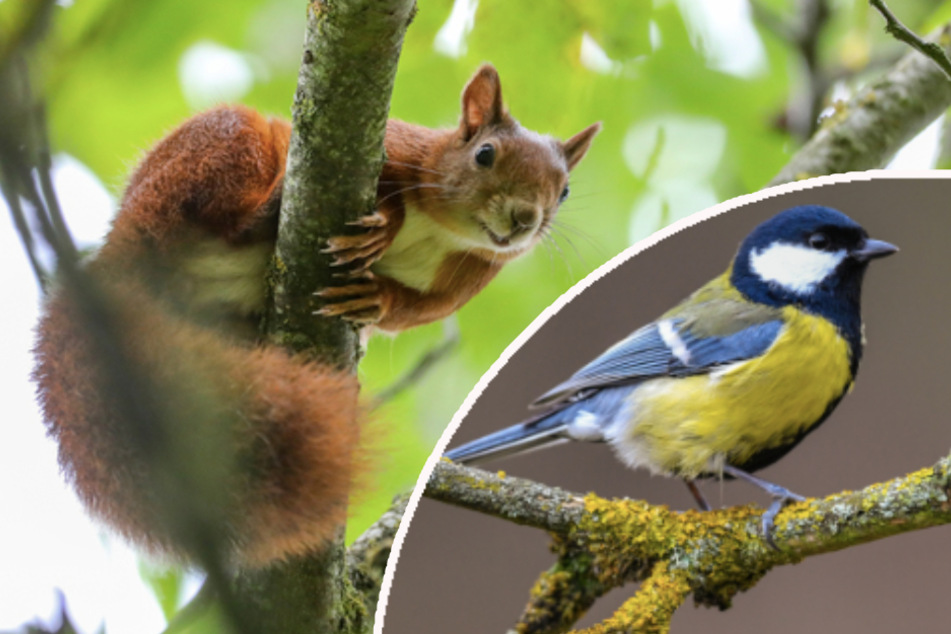 Eichhörnchen-App und "Vogelphilipp": Das interessiert die Menschen jetzt mehr denn je