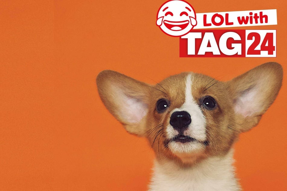 Joke of the Night for January 18, 2026: A puppy funny.