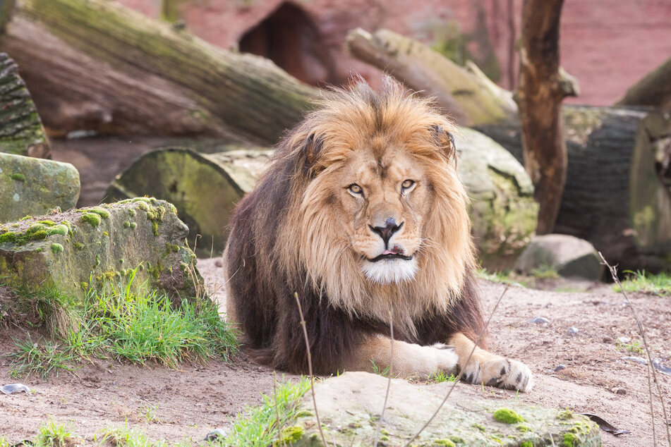 Ein Löwe liegt in seinem Gehege im Zoo. Deutsche Zoos haben nach Verbandsangaben seit Beginn der Pandemie Millionenverluste gemacht.