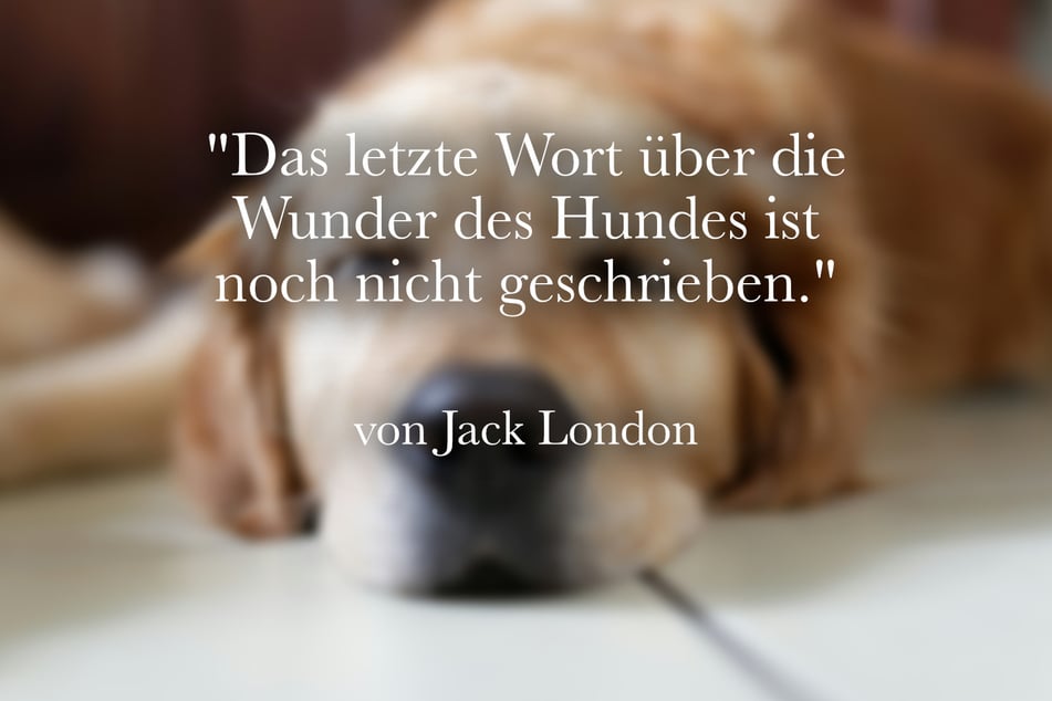 Jack London meinte: "Das letzte Wort über die Wunder des Hundes ist noch nicht geschrieben."