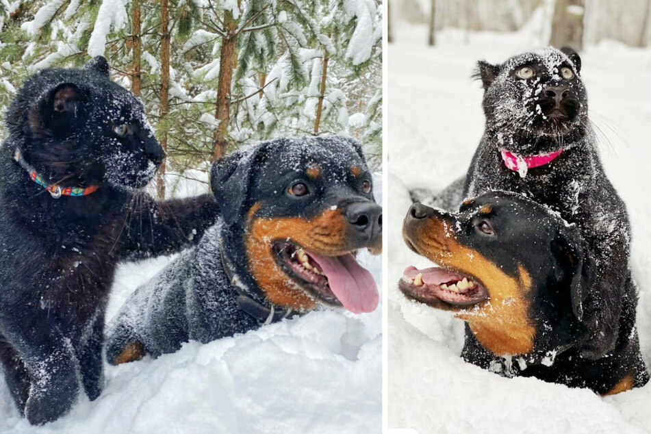 Luna the panther and Venza the rottweilers are the true definition of BFF.