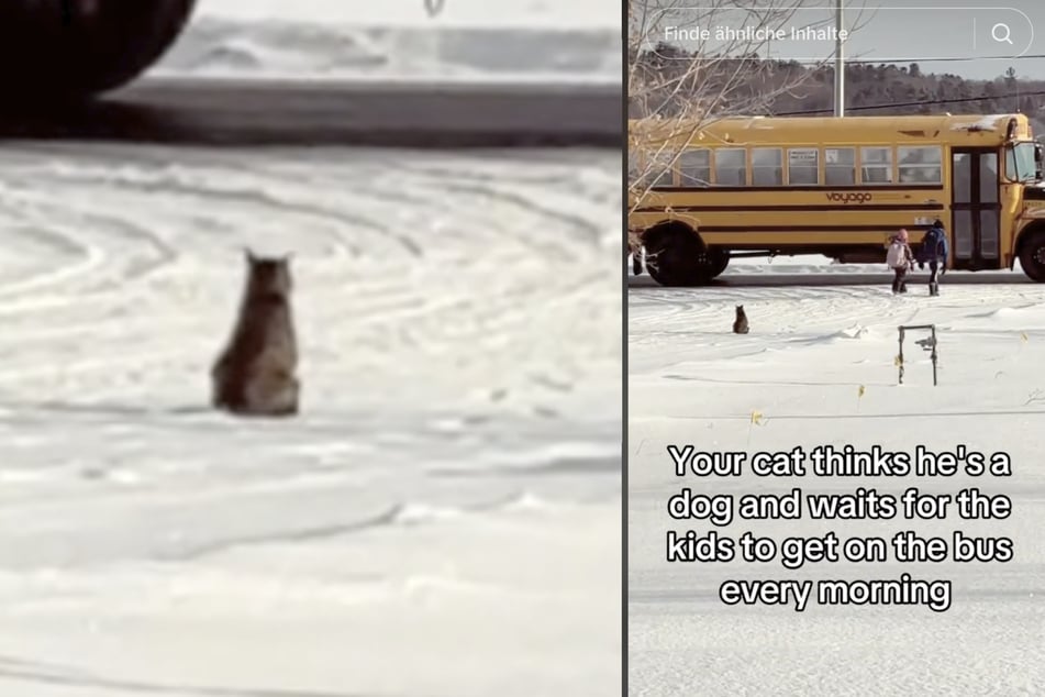 Kater Leo wartet geduldig, bis die beiden Kinder in den Schulbus gestiegen sind.