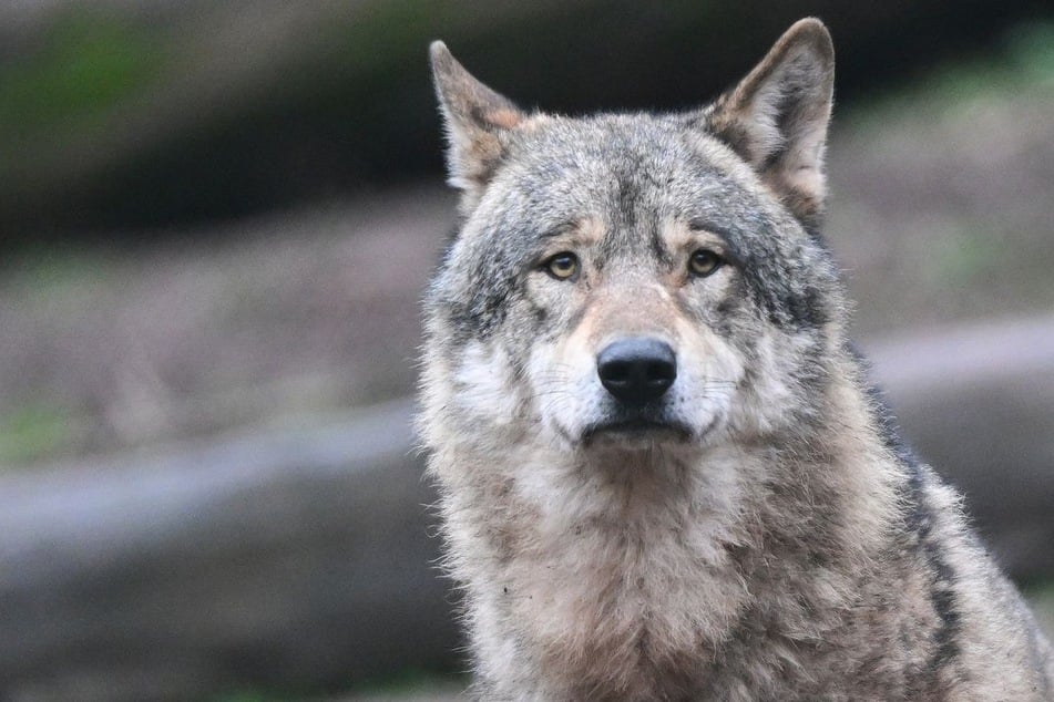 Wolf-Abschuss sorgt für Streit. (Symbolfoto)