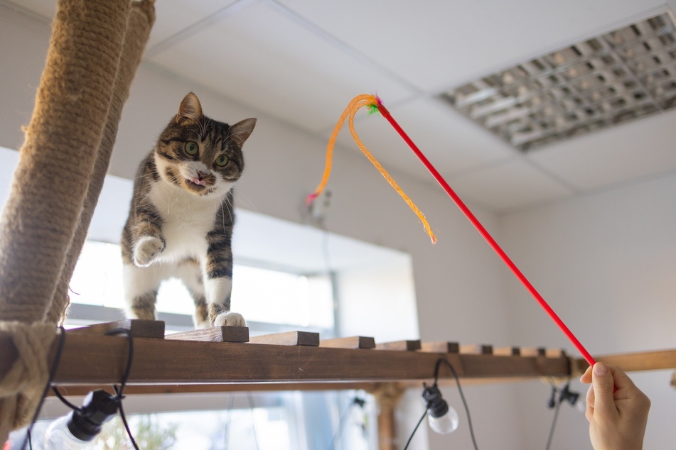 Mit einem Katzen-Wand-Möbel hältst Du Deinen Stubentiger fit und sorgst für ausreichend Bewegung.