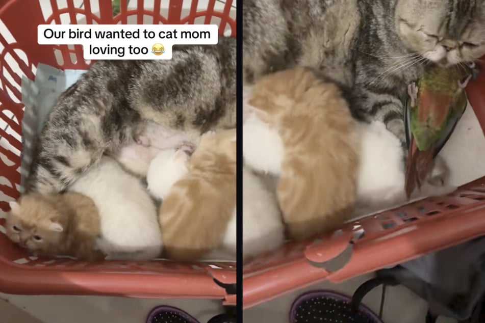 In einem Korb voller Katzenbabys samt Mutter hatte sich auch ein grüner Wellensittich geschmuggelt.