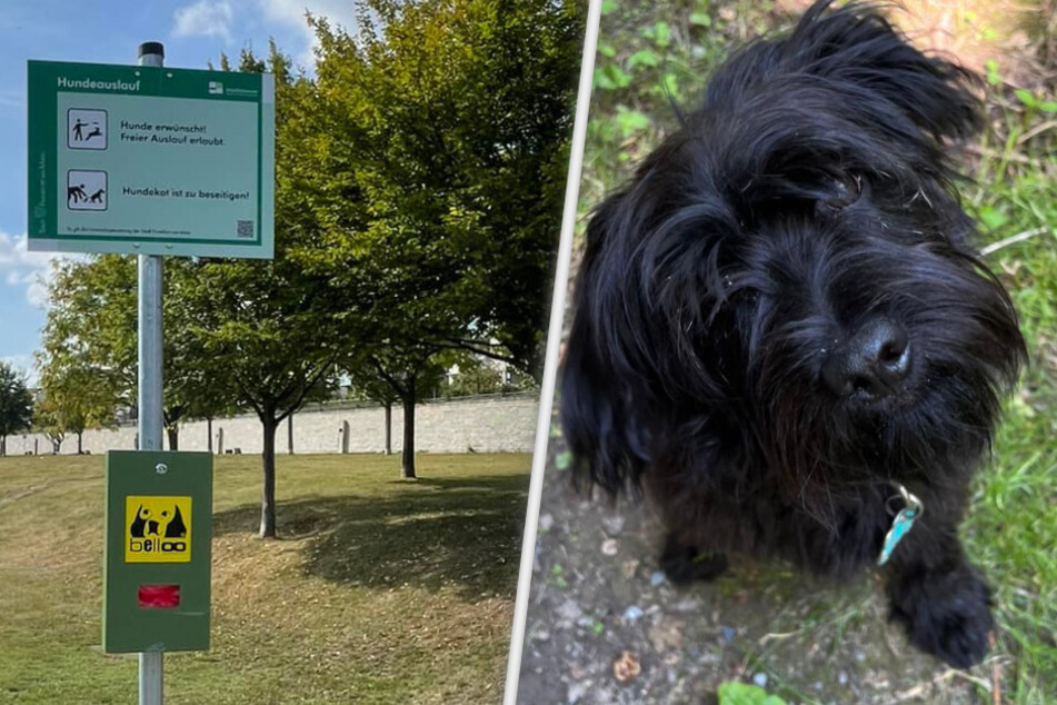 Im bei Hundebesitzern äußerst beliebten Bonifatiuspark in Frankfurt-Riedberg wurden die Köder ausgelegt. Blacky fiel einem der tödlichen Leckerlis zum Opfer.
