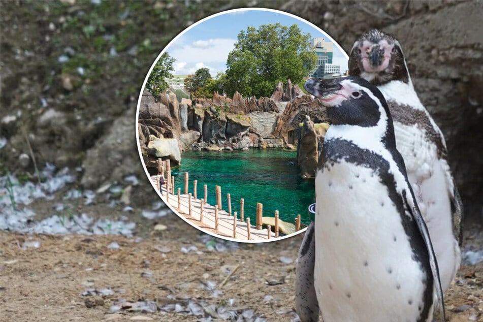 "Der steigt ab nach Leipzig!" 13 bayrische Pinguine wechseln in sächsischen Zoo