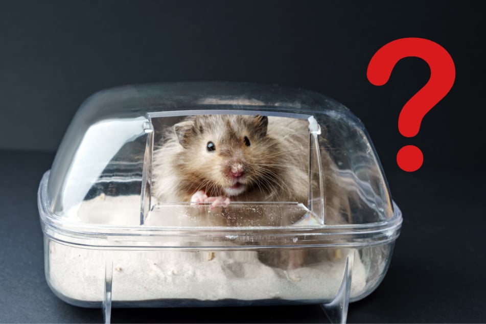 Dieses Gefäß bzw. Sandbad ist ungeeignet, da es viel zu klein für den Hamster ist.