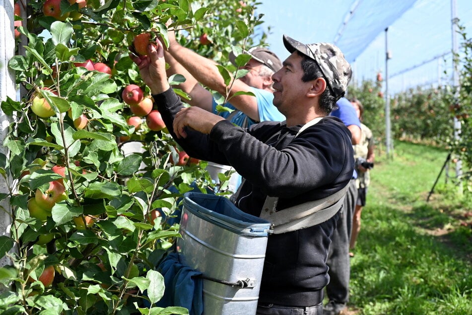 Erntehelfer sind für Obstbaufirmen unverzichtbar.