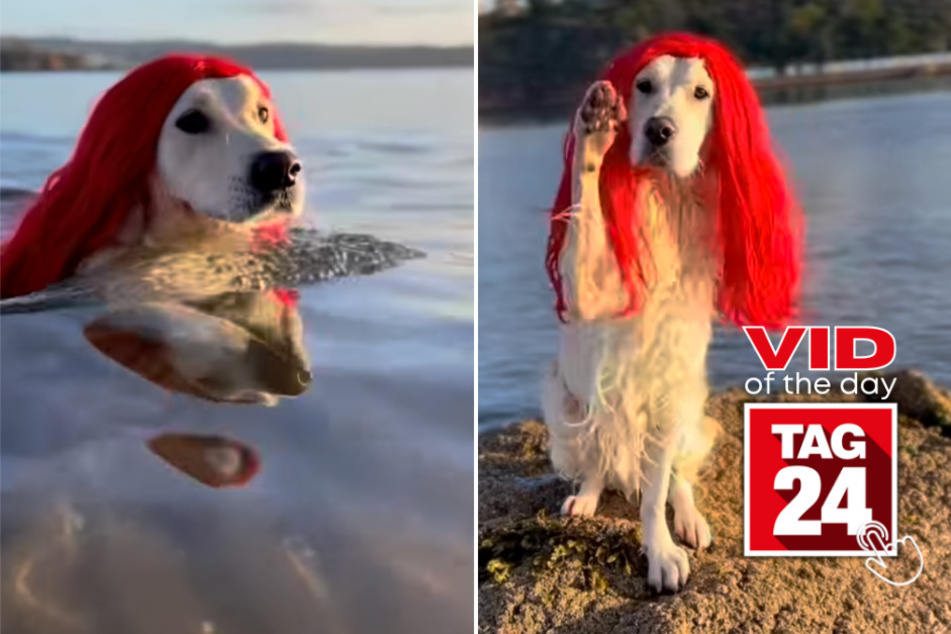 viral videos: Viral Video of the Day for June 22, 2023: Golden retriever channels The Little Mermaid!
