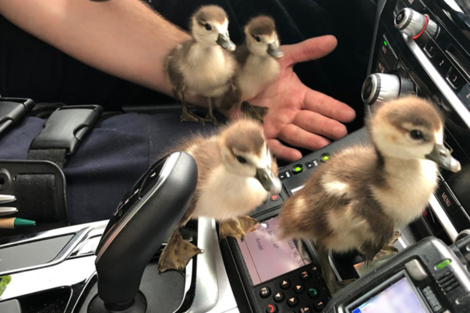 Was machen diese Enten-Küken im Polizeiauto?