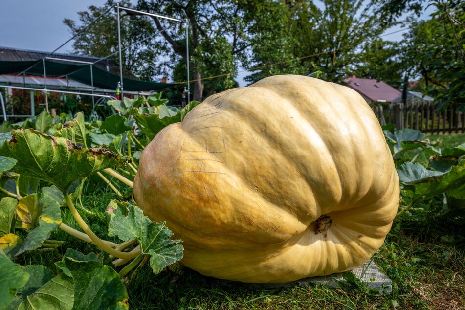 Dieser gigantische Kürbis ist zum unübersehbaren Prachtstück herangewachsen.