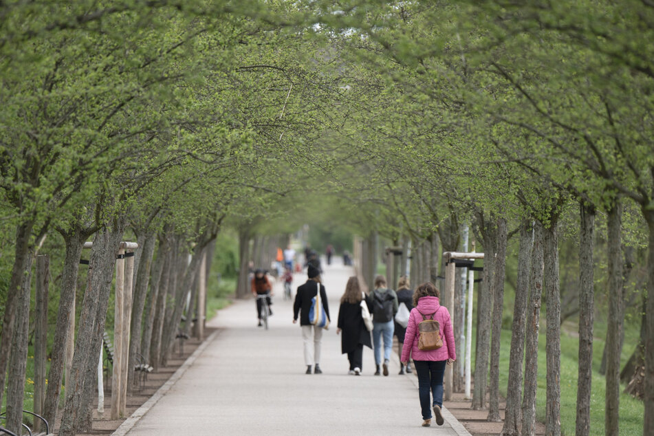 Bäume in der Stadt, wie hier am Rosengarten in der Dresdner Neustadt, spenden Schatten und helfen das Klima zu verbessern.