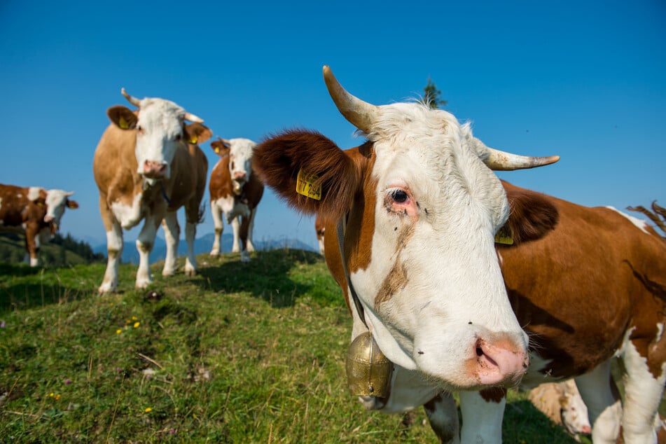 Kühe sehen friedlich aus und sind es meistens auch. In diesem Fall aus Österreich gerieten die Tiere aus der Ruhe. (Symbolfoto)