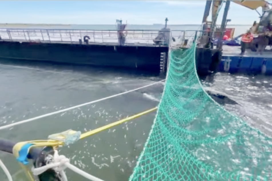 Der Wal schwamm eigenständig in die Barge!